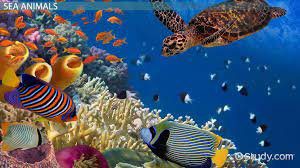 Ocean Array Animal Ocean Animals! | International Preschool in Tokyo
